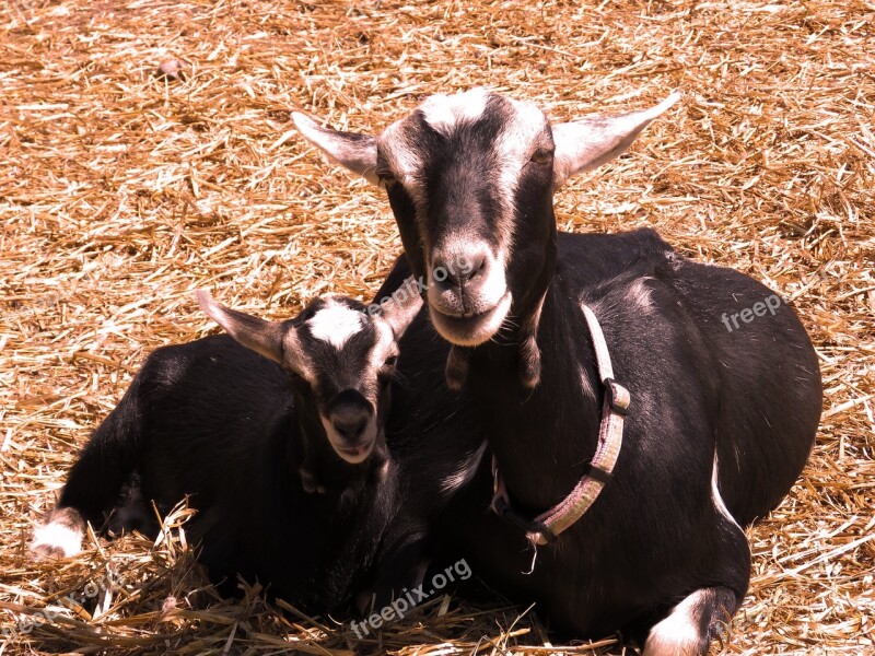 Baby Goat Goat Farm Baby Cute