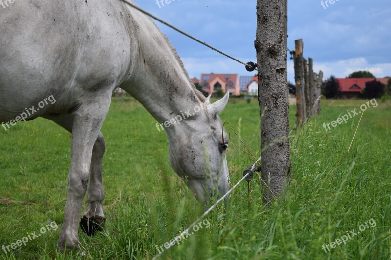 Horse Mold Pasture Graze Fence