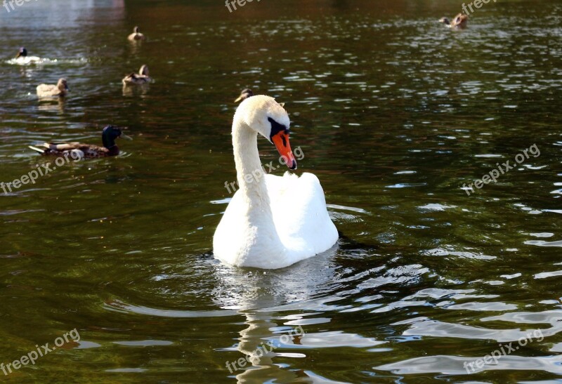 Bird Swan Pond Water Lakes