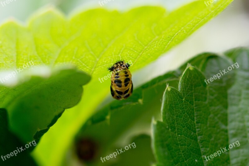 Larva Ladybug Mummy Doll Twenty-two Point Doll