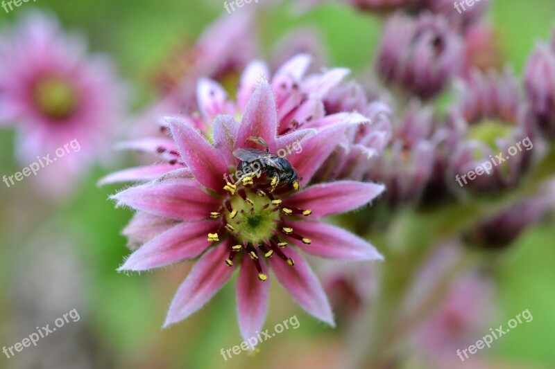 Pink Flower Fly Flower Macro Summer