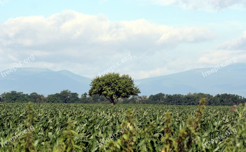 Tree Corn Sky Vosges Nature