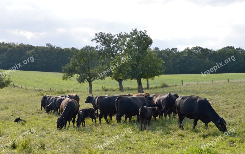 Cows Organic Cows Angus Flock Animal Husbandry