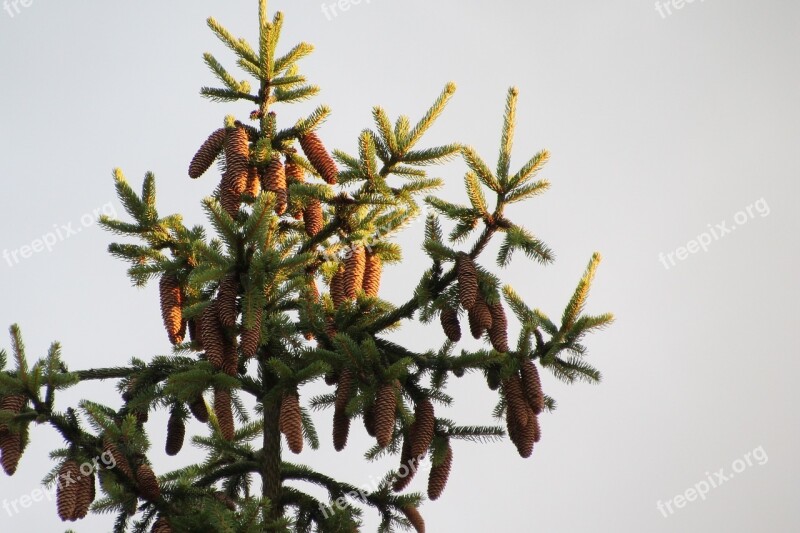 Cone Pine Setting Sun Crop Brown