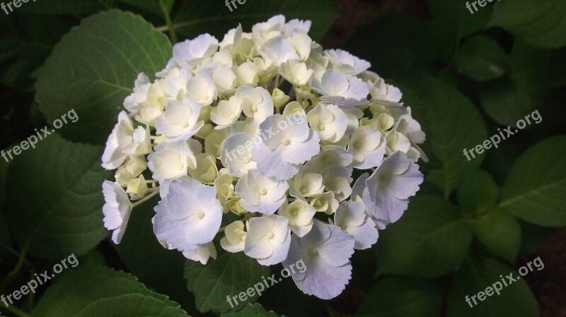 Hydrangea Gardening Flowers Comfort Free Photos