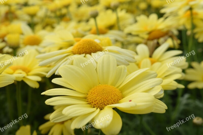 Daisies Yellow Flower Blossom Bloom