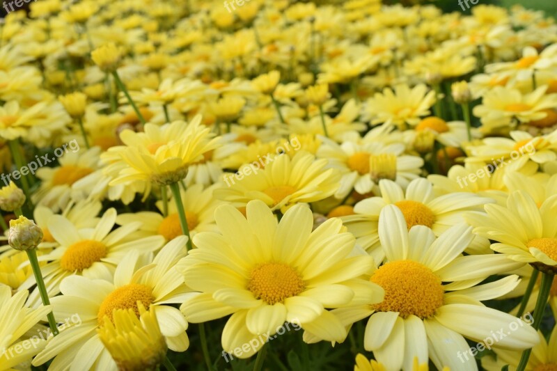 Daisies Yellow Yellow Daisies Flower Meadow Daisy Field