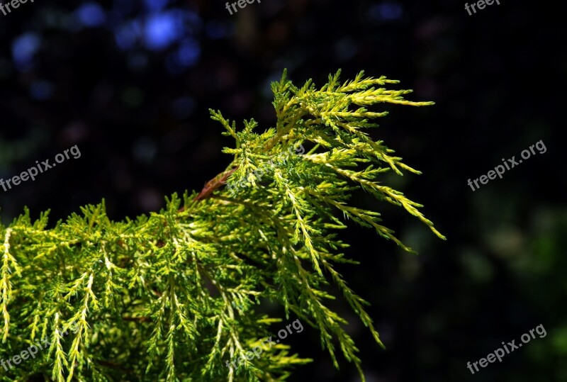 Iglak Green Plant The Background Pine