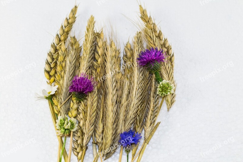 Grain Strauss Wheat Cornflower Summer Spike