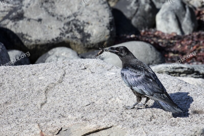 Raven Crab Birds Birdwatching Free Photos