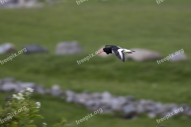 Oyster Catcher Bird Watching Ornithology Nature Free Photos