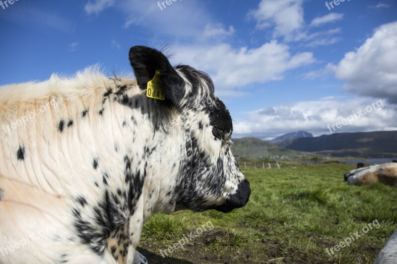 Cow Bovine Farm Cattle Beef