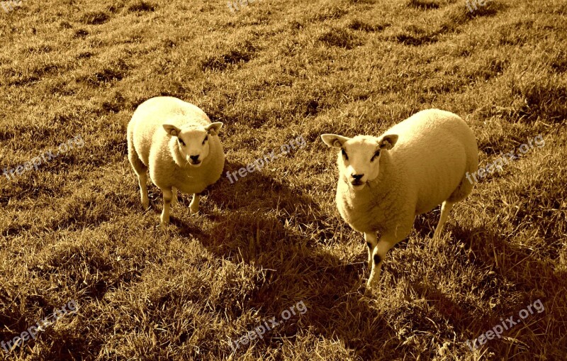 Sheep Animal Mammal Livestock Grazing