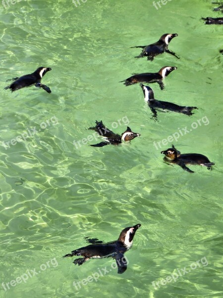 The Cap Penguins Birds Spheniscus Demersus Black-footed Penguins