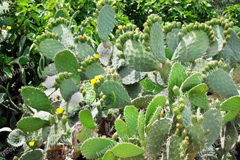 Cactus Opuntia Snowshoes Yellow Flowers Quills