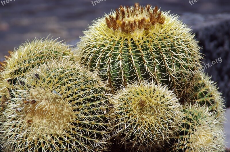 Canary Cactus Cactus Flowers Thorns Quills