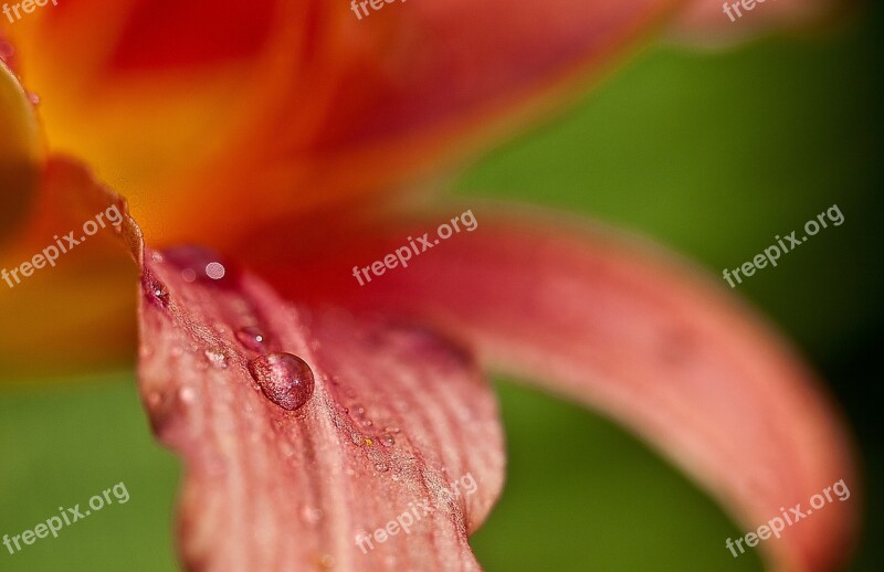 Lily Flower After The Rain Macro Nature