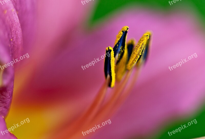 Lily Flower Blossoming Plant Boost