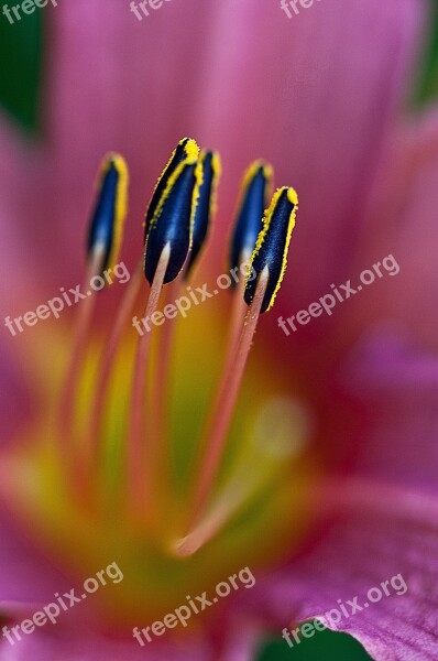 Lily Flower Blossoming Plant Boost