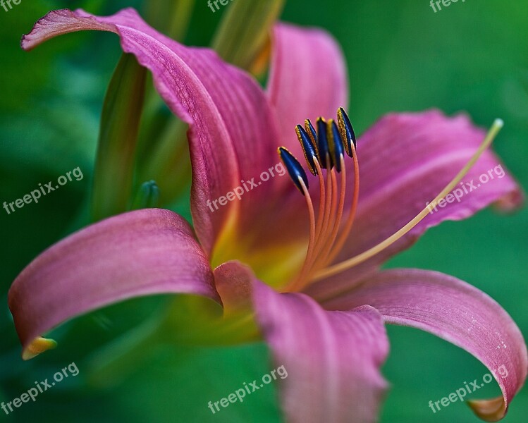 Lily Flower Blossoming Plant Boost