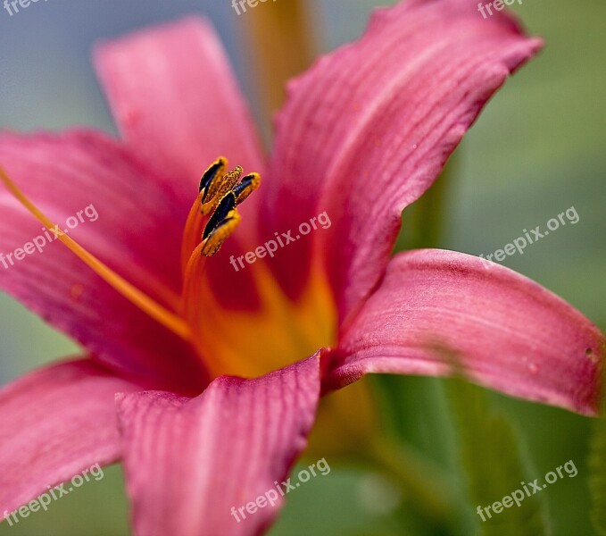 Lily Flower Blossoming Plant Boost