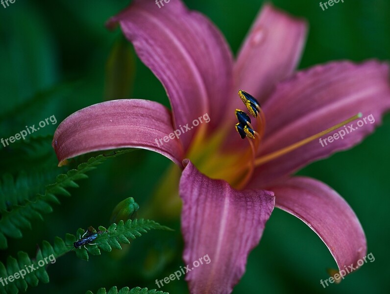 Lily Flower Blossoming Plant Boost