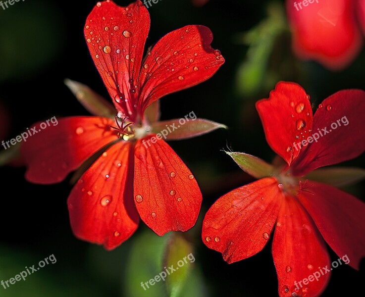 Flower Geranium Stamens The Delicacy Flora