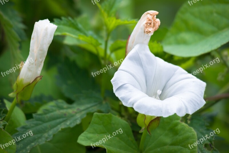 Bindweed Blossom Bloom Bud Farmland-winds