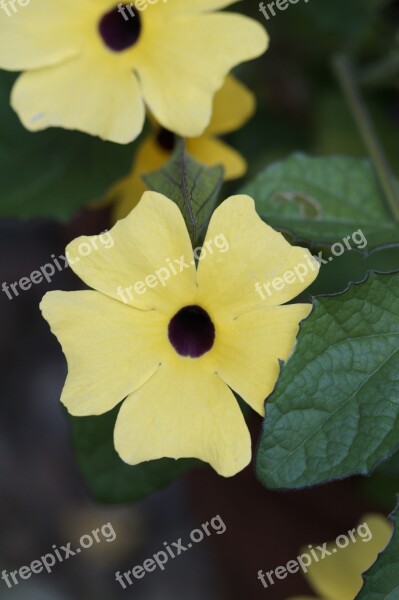 Susanne Brown Eyed Susanne Summer Flower Flower Arrangement