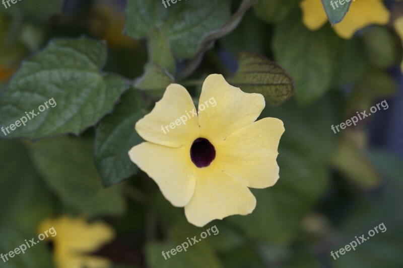 Susanne Brown Eyed Susanne Summer Flower Flower Arrangement