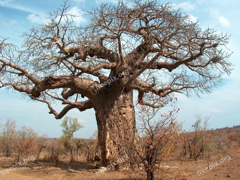 Tree Africa South Africa Kruger Baobab