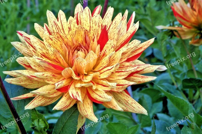 Dahlia Georgine Composites Flower Garden Flowers