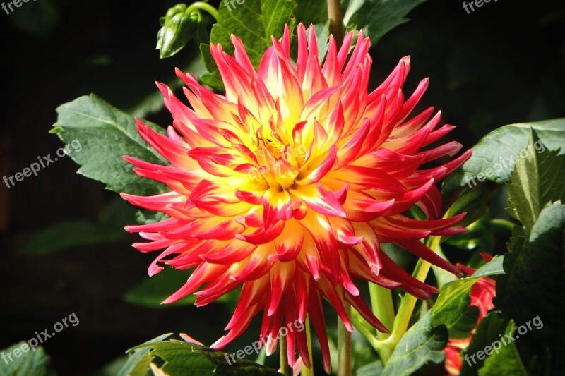 Dahlia Georgine Composites Flower Garden Flowers