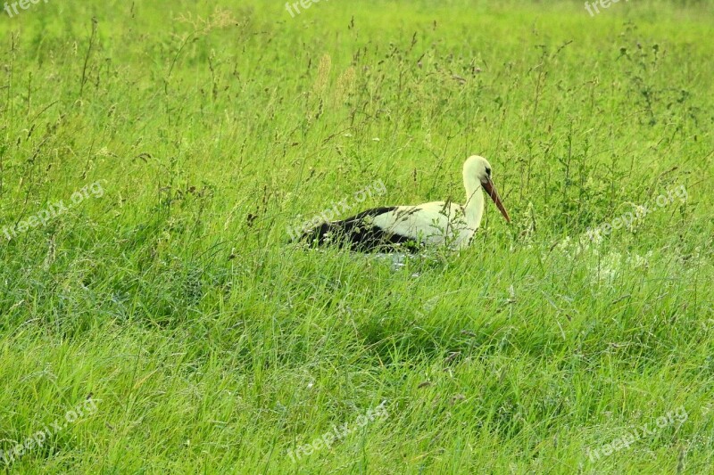 Stork White Stork Foraging Meadow High Grass