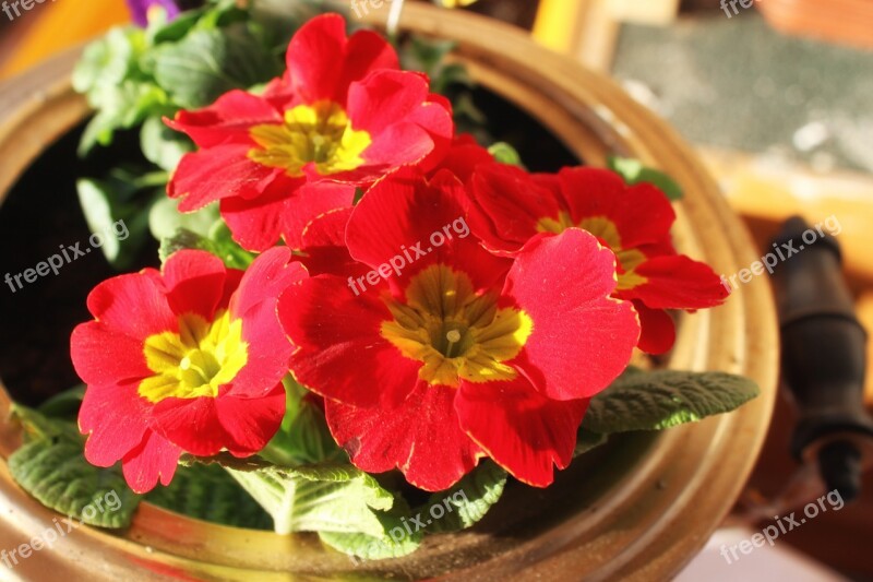 Petunia Red Flowers Garden Petunia Balcony Plant