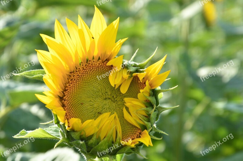 Sunflower Bud Going Up Yellow Summer