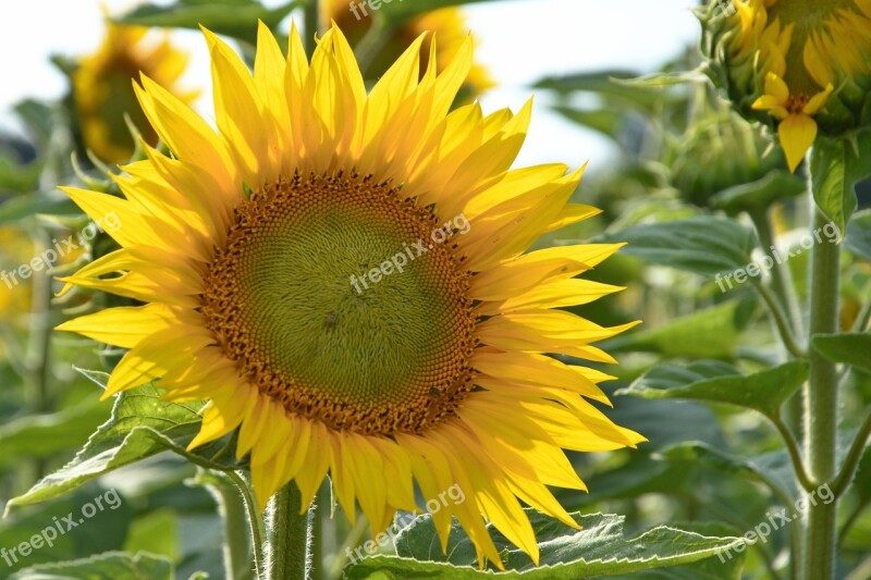 Sunflower Blossom Bloom Yellow Summer