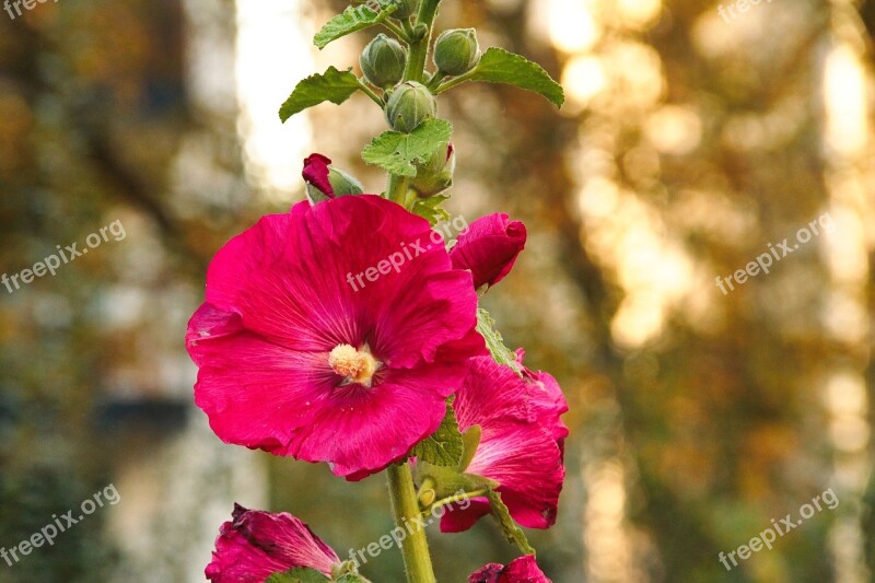 Mallow Hollyhock Flower Stock Rose Bud Red