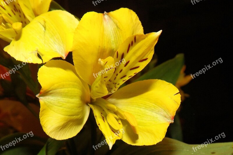 Iris Blossom Bloom Yellow Flower