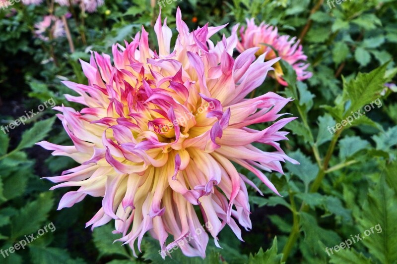 Dahlia Georgine Composites Flower Garden Flowers