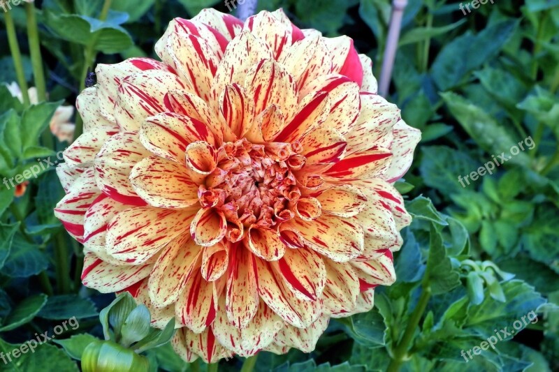 Dahlia Georgine Composites Flower Garden Flowers