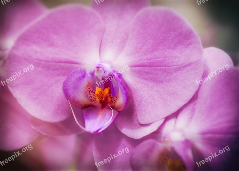 Orchid Phalaenopsis Purple Blossom Bloom