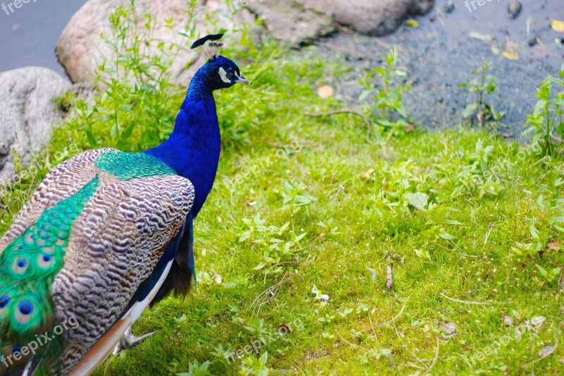 Peacock Bird Park Animal Blue