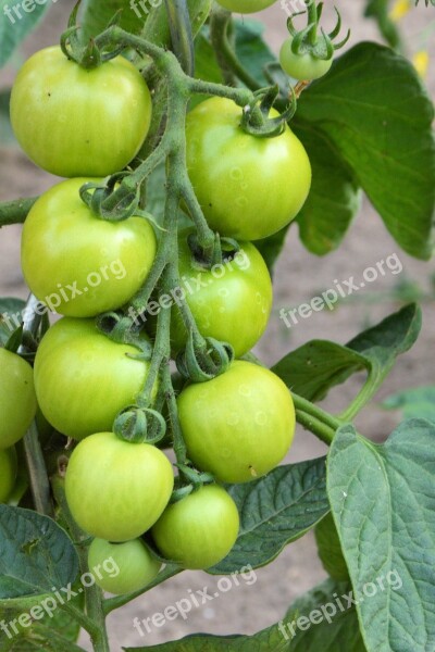 Tomatoes Panicle Green Immature Garden