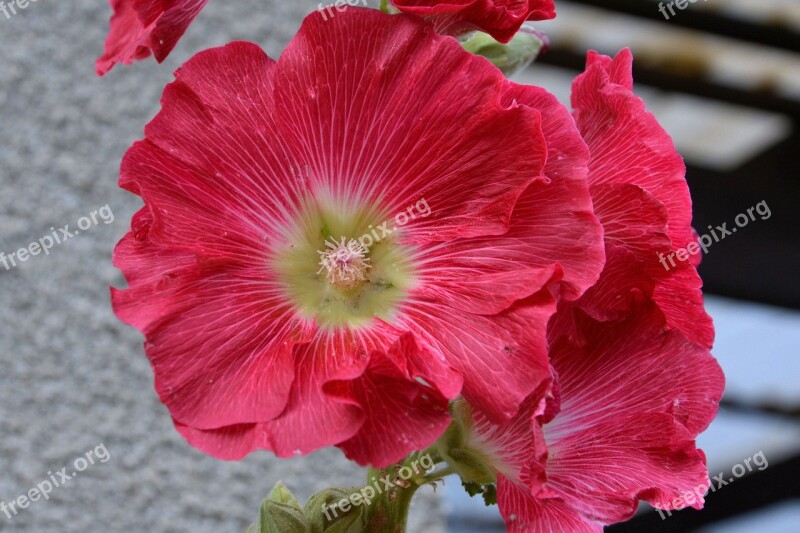 Mallow Hollyhock Flower Stock Rose Red Flower