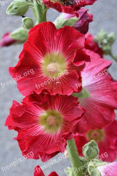 Mallow Stock Rose Red Flower Garden