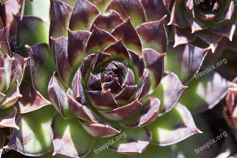 Succulents Structure Texture Plant Exotic