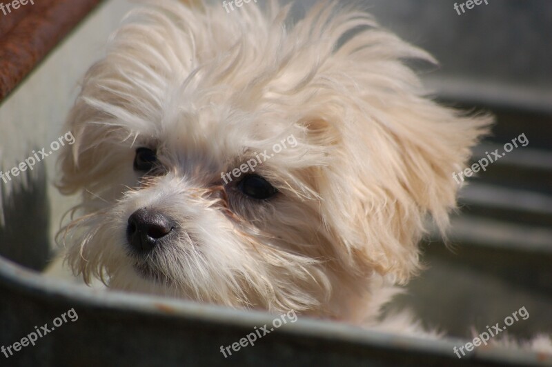 Puppy Animal Dog Canine Cute