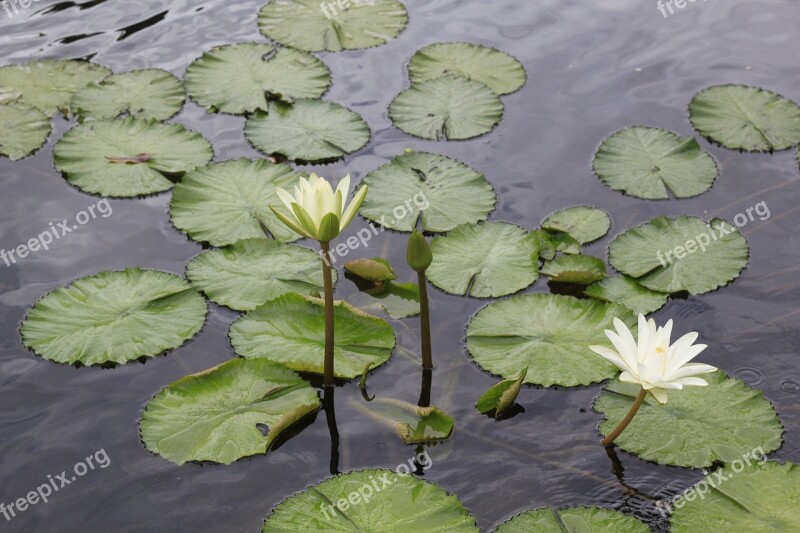 Lotus Flowers Vietnam Ao Watering The Plants Gun Cotton