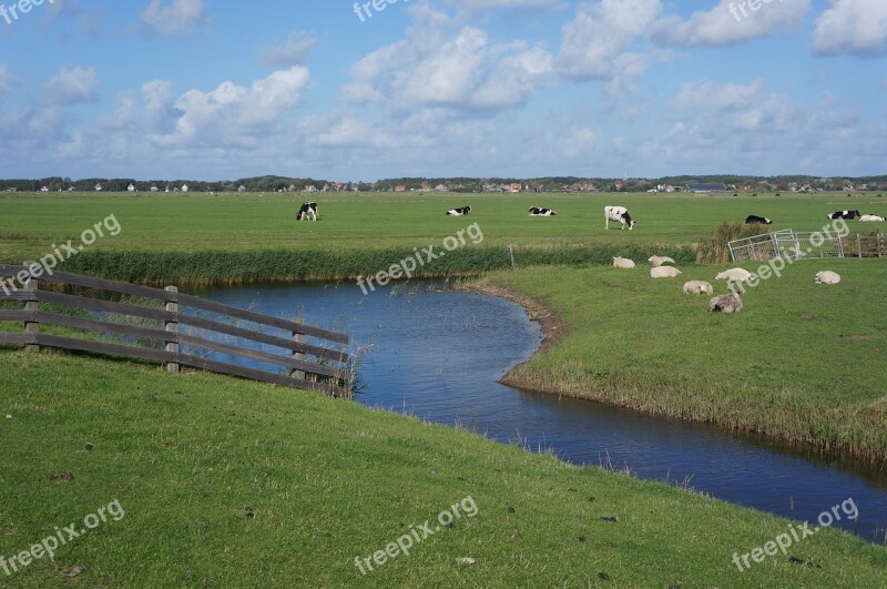 Terschellinger Polder At Groin Terschelling Polder Cows Sheep